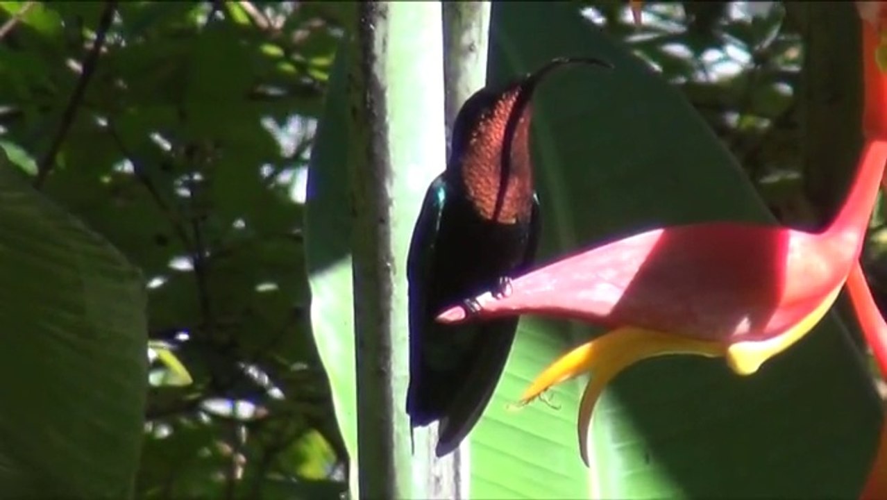 La Guadeloupe