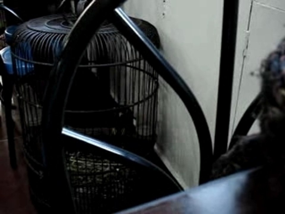 Le mainate de Ya Show