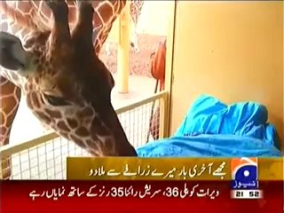 Heart Touching Story from Zoo in Holland
