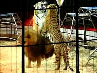 Kerstcircus Ahoy Rotterdam