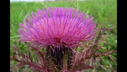 L'Amour, la plus belle des fleurs...