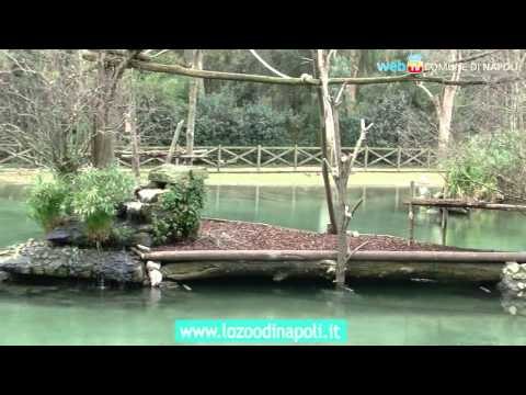 Napoli - Lo zoo: il punto sui lavori in corso (21.03.14)