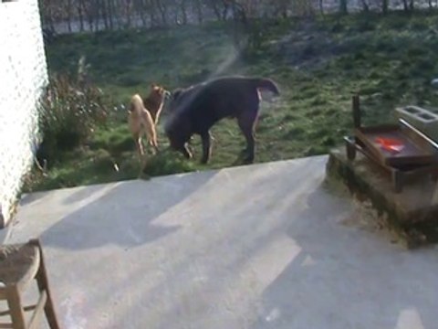 chiots Houna Harry 2014 dehors