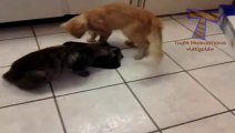 Adorable cats and dogs fighting at Dinner time!