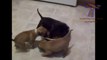 Des chiens et des chats se battent au moment du repas... Hilarant!