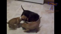 Des chiens et des chats se battent au moment du repas... Hilarant!