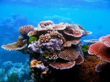 Great Barrier Reef-world's biggest single structure made by living organisms