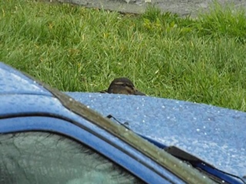 heureux comme des canards sous la pluie