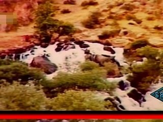 tayar tofiq zuka day