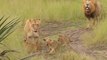 Baby lion cubs trying to roar like there father.... ROAAAAR, so cute!