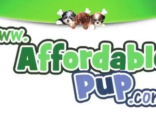 Pomeranian puppies for sale in ohio | Affordable Pup