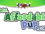 Pomeranian puppies for sale in ohio | Affordable Pup