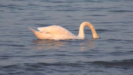 Ducks, geese and swans at Rhein river near Bonn