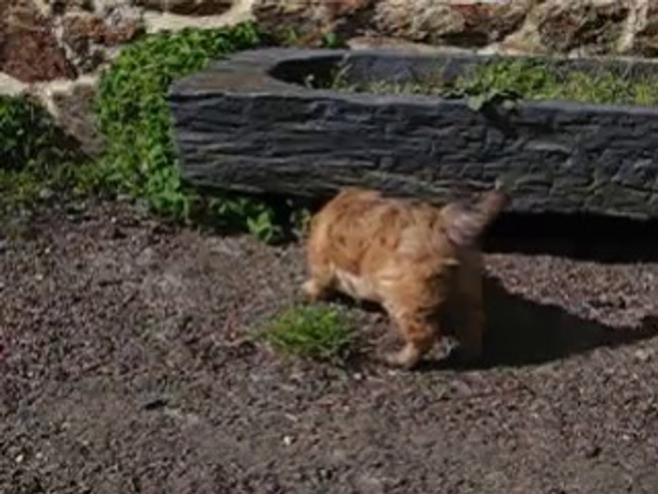 chiot de calypso et de fohen le 23 mars 2013 deuxieme sortie a l'exterieur