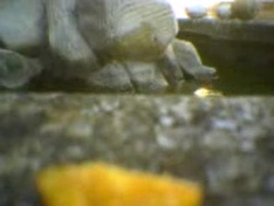 Les tortues italiennes aiment les chips!