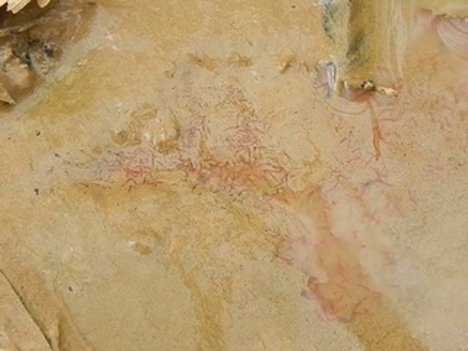 Vers rouge dans une mare