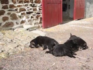 chiot de faenza et de farwest du chateau de luneville