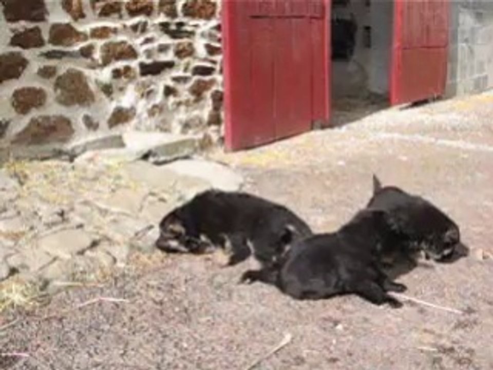 chiot de faenza et de farwest du chateau de luneville