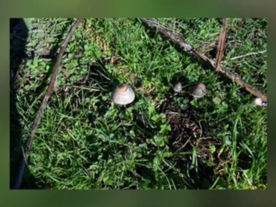 RUTA JEREZ DE LOS CABALLEROS 16-02-2014