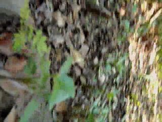 Alex Kozobolis...Stones Will Cry Out