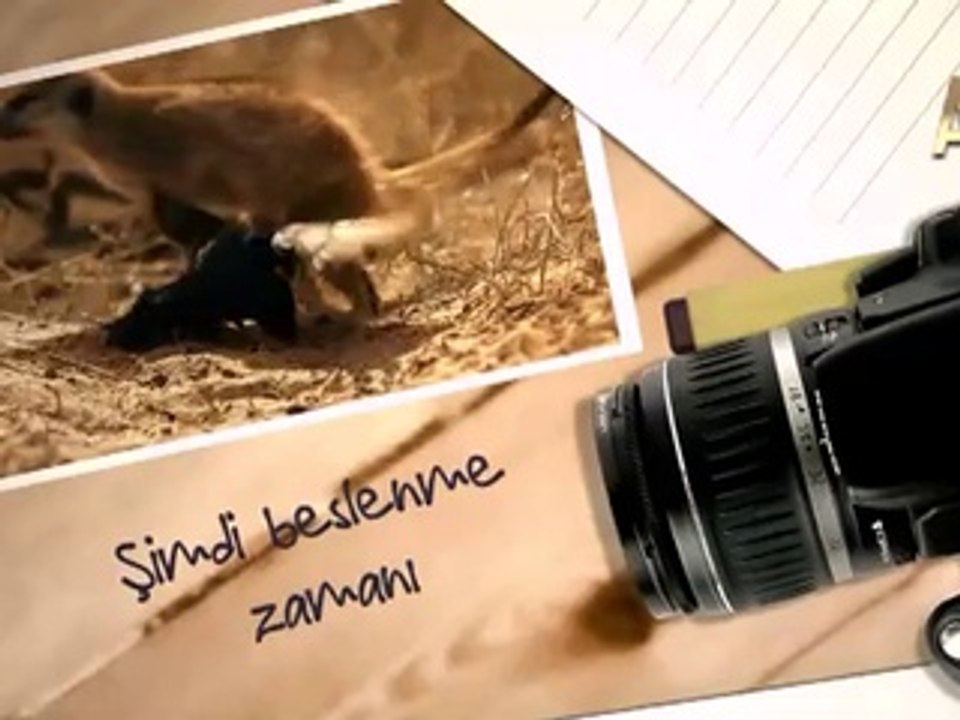 Drongo Kuşu