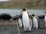 Penguins vs. Rope Fail