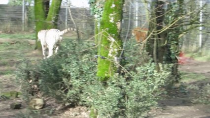 Natur'  Zoo Mervent BB 2014