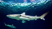 The Secret World of Sharks and Rays - Nature Documentary 2014 HD