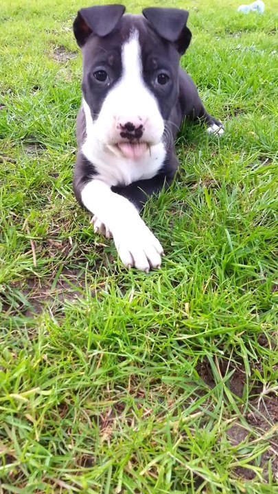 male chiot amstaff