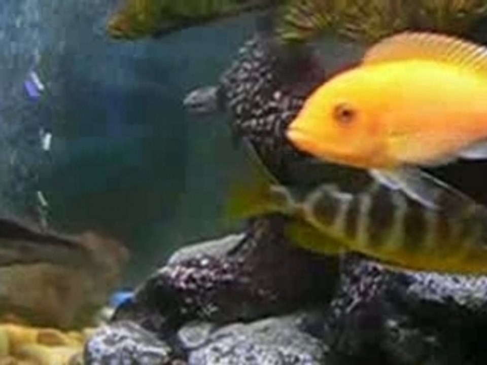 aquarium