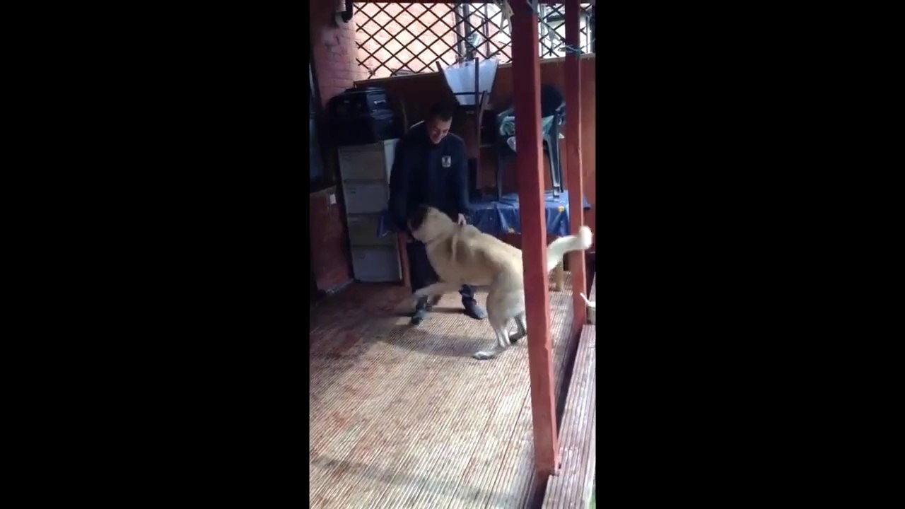 5 Ay Sonra Sahibini Gören Türk Çoban Köpeği