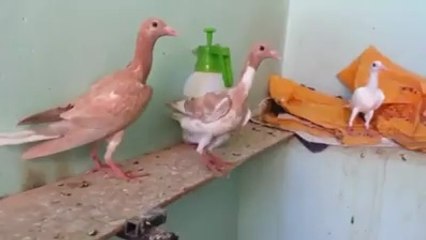 Emrullah Haşım carrier bağdadı 2013