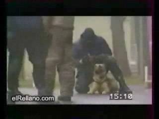 Régis : Chien Policier
