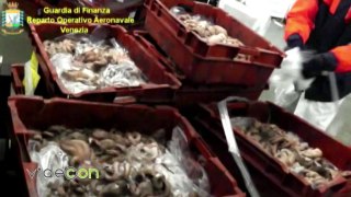 Sequestrate 22 tonnellate di pesce scaduto, controlli Gdf Venezia in ditte nel veneziano e rodigino