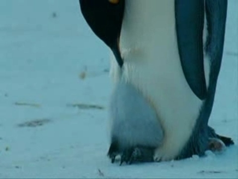 la marche de l'empereur