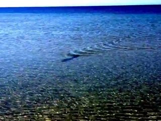 Colourful Mahi-Mahi Beaches Itself in Western Australia