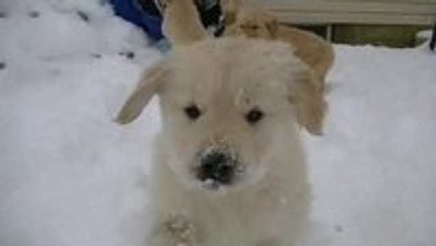 Adorable Golden Retriever Puppies In the Snow