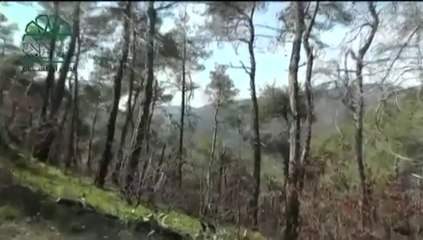 Le crash de l'avion de chasse syrien, abattu par la Turquie, filmé en direct