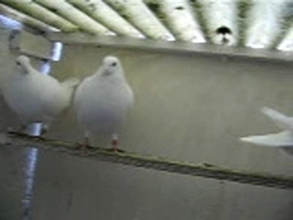 lacher de pigeon ou colombe pour mariage