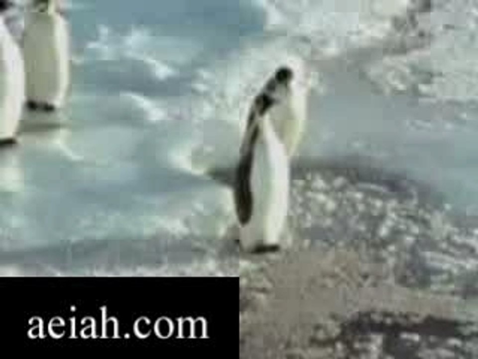 FUNNY PENGUIN