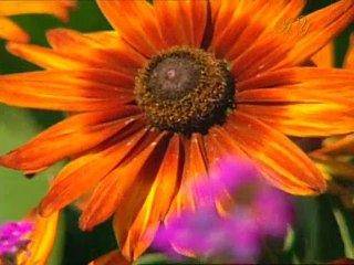 Hz. Mehdi (a.s.)'nin vücudundaki, hayret verecek kadar detaylandırılmış olan tanıtıcı özellikler