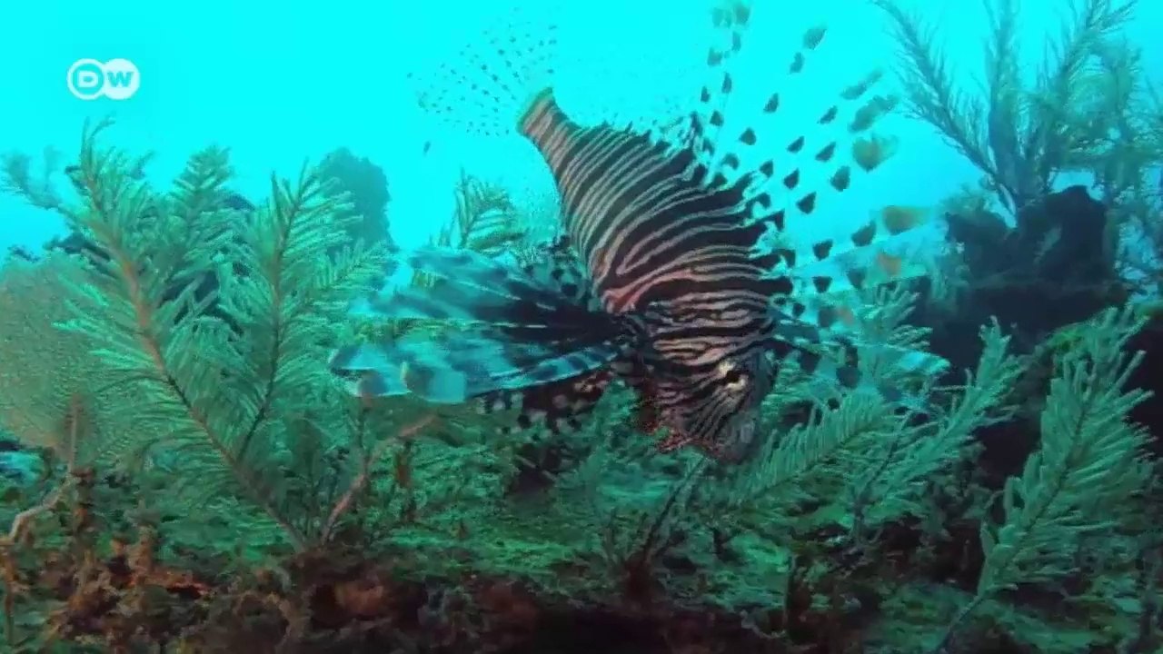 Belize: Kampf gegen die Feuerfisch-Invasion | Global 3000