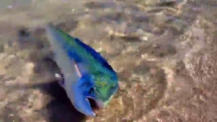 Mahi Mahi Swims Right Up To Man On Deserted Beach