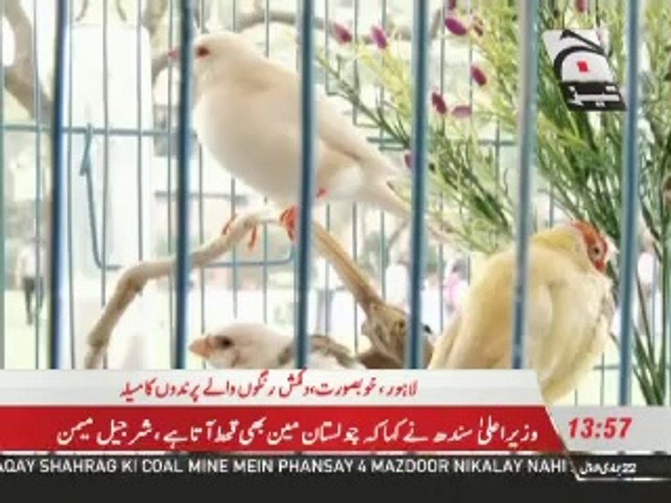 birds