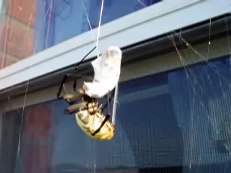 3 Dakikada Canlı Eşek Arısını Mumyalayan Örümcek