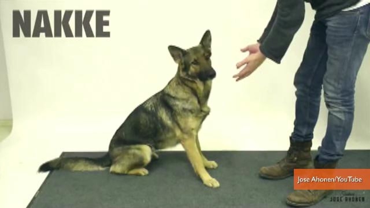 Magic Tricks Baffle Dogs in Hilarious Video