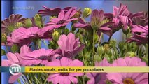 TV3 - Els Matins - Plantes anuals, molta flor per pocs diners