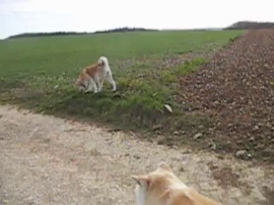 Ichiko go shun'you kensha 4 ans