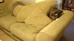 Cute Boxer Plays Hide and Seek on Couch