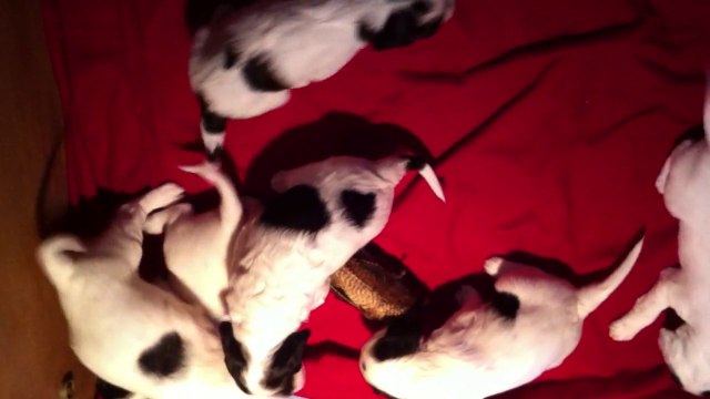 Bécasse, qu'est za quo ?